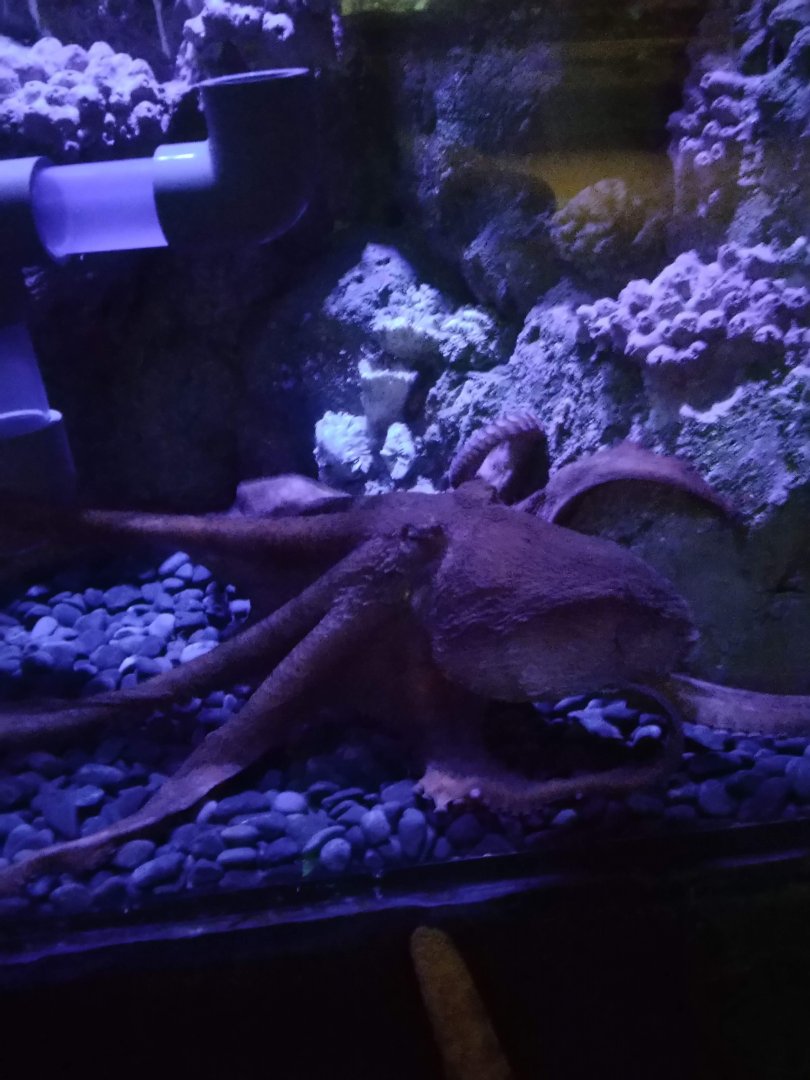 Giant Pacific Octopus (Enteroctopus dofleini)