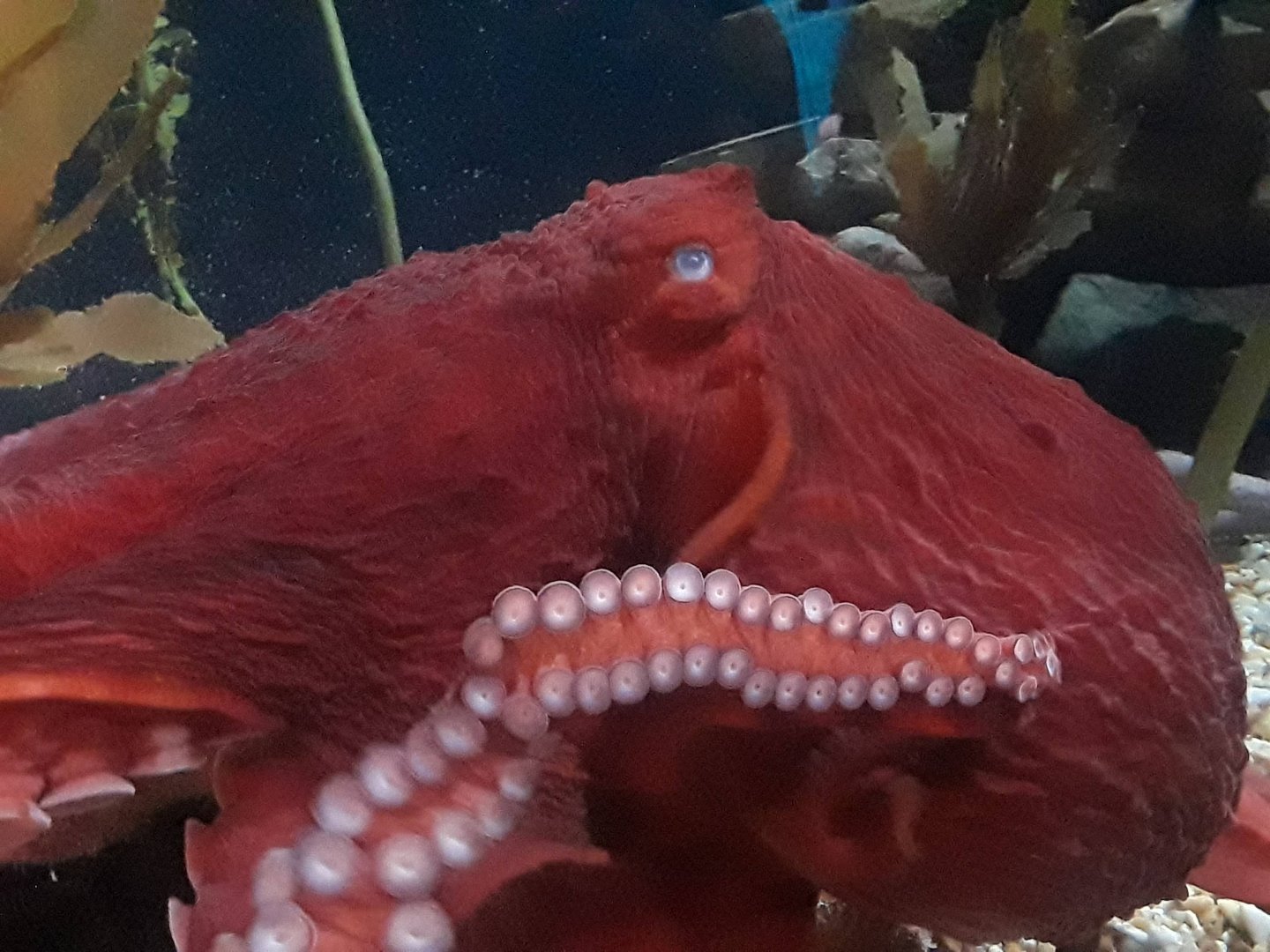 Giant Pacific Octopus (Enteroctopus dofleini)