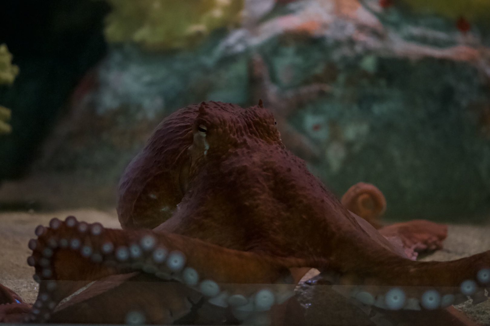 Giant Pacific octopus/ Enteroctopus dofleini