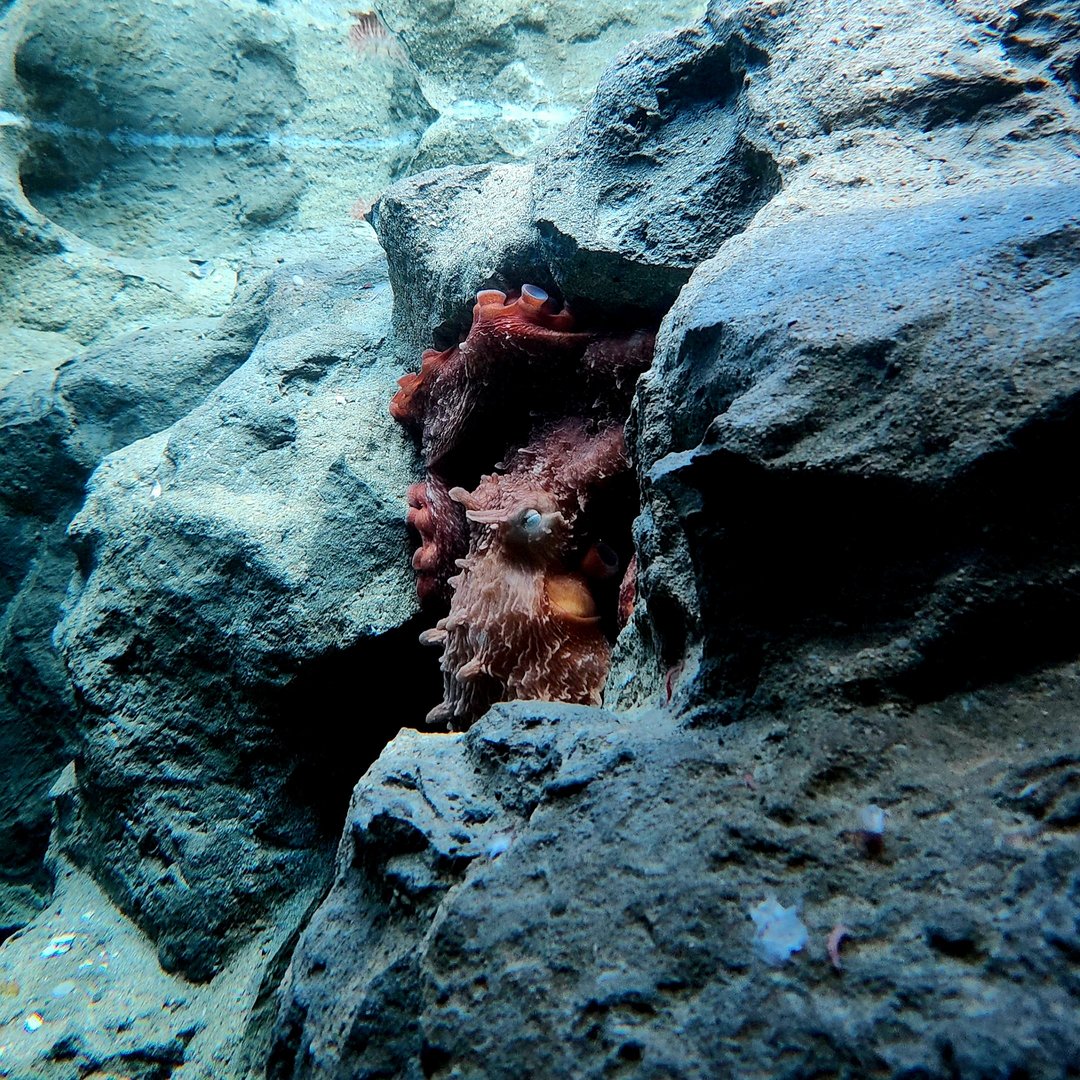 Giant Pacific Octopus (Enteroctopus dofleini)