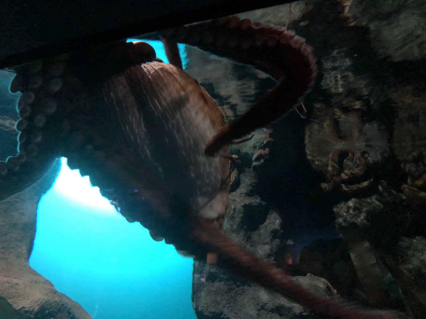 Giant Pacific octopus, Enteroctopus dofleini