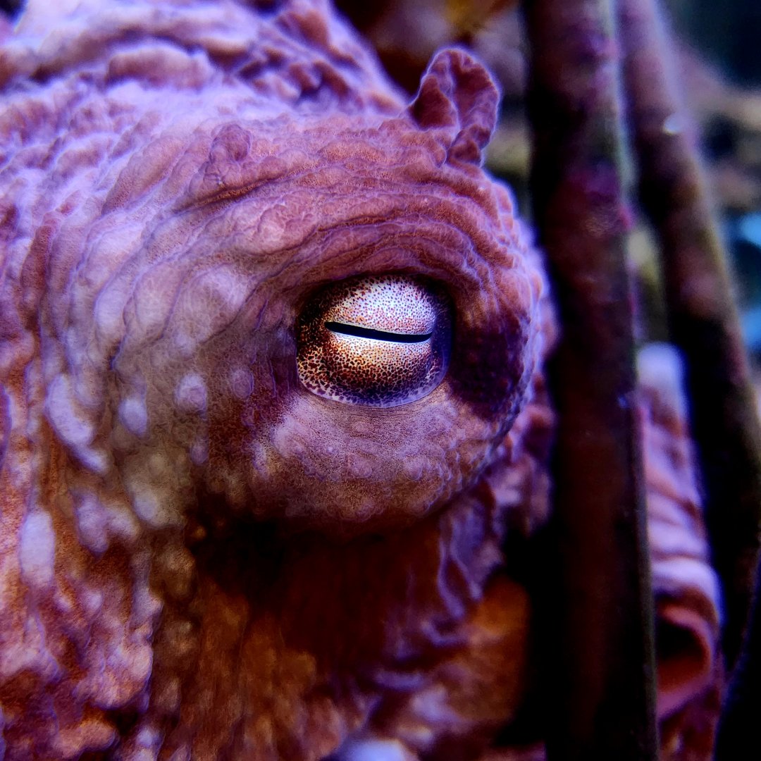 Giant Pacific Octopus (Enteroctopus dofleini)