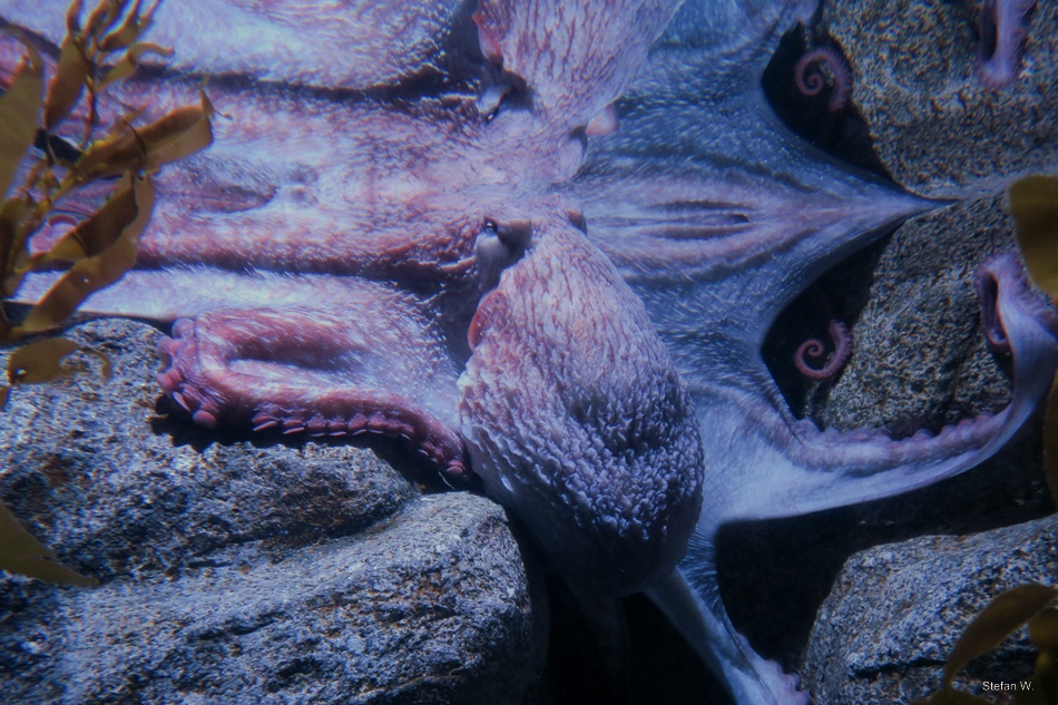 Giant Pacific octopus (Enteroctopus dofleini)