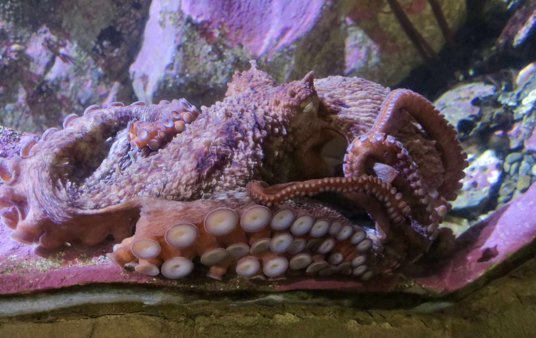 Giant Pacific Octopus (Enteroctopus dofleini)