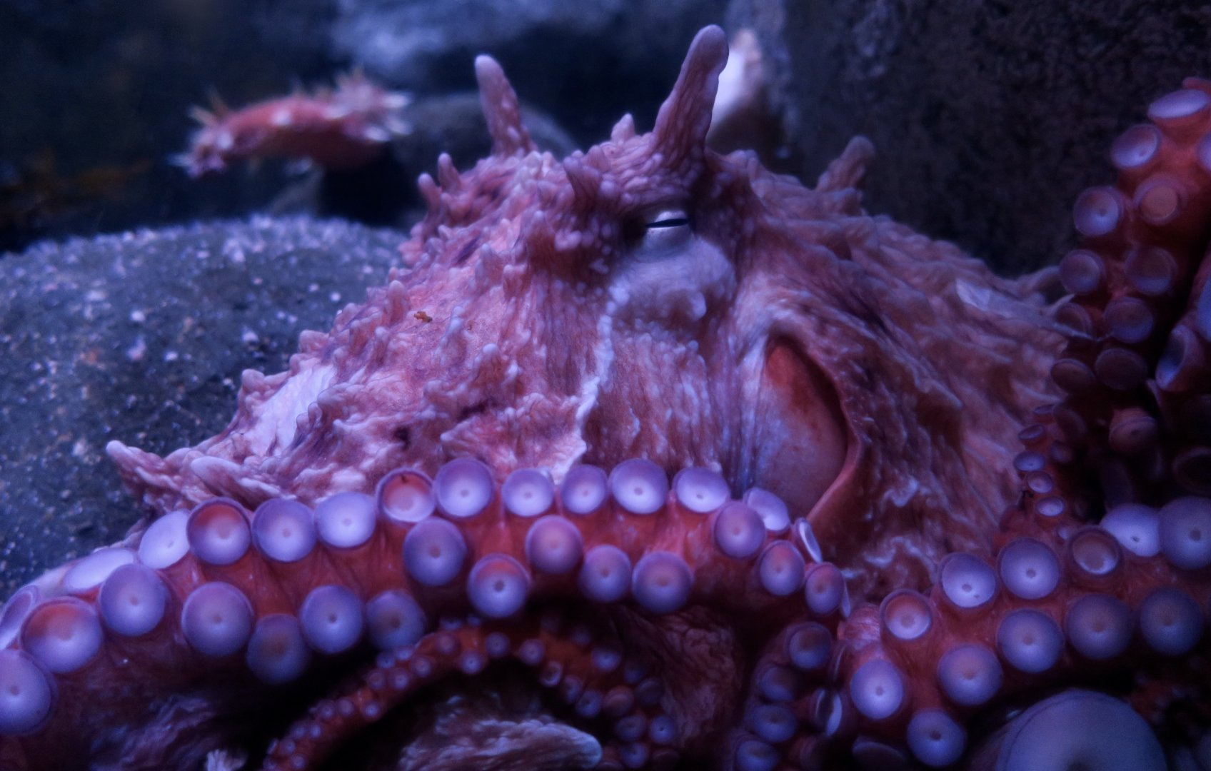 Giant Pacific Octopus (Enteroctopus dofleini)