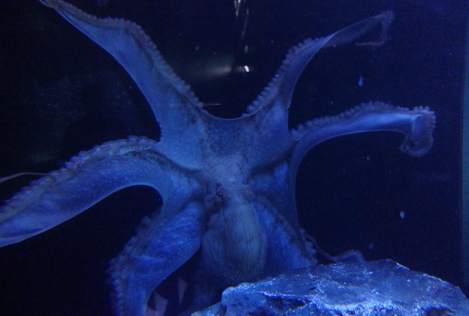 Giant Pacific Octopus (Enteroctopus dofleini)