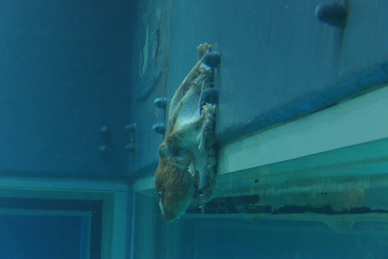 Giant Pacific Octopus (Enteroctopus dofleini)