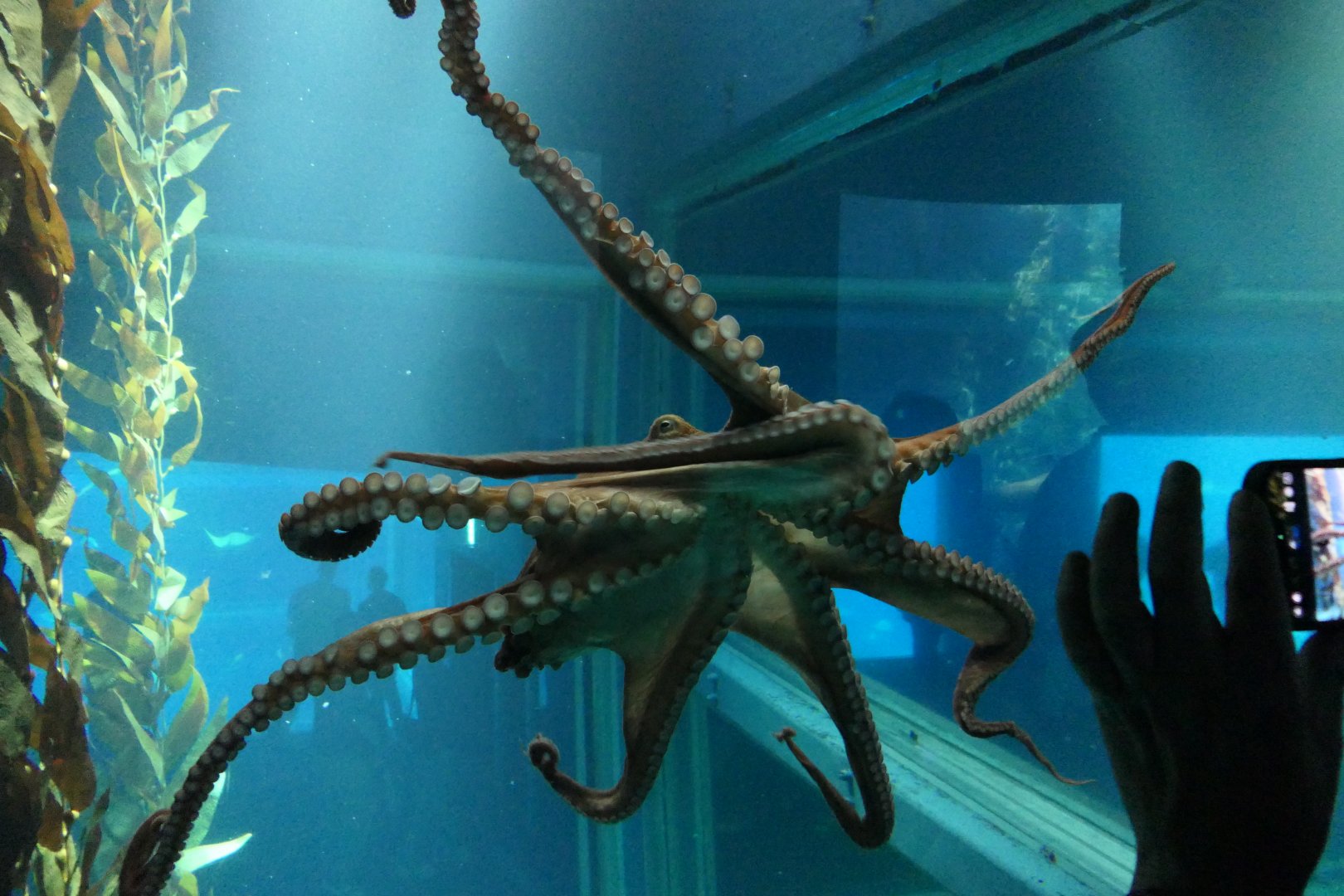 Giant Pacific Octopus (Enteroctopus dofleini)