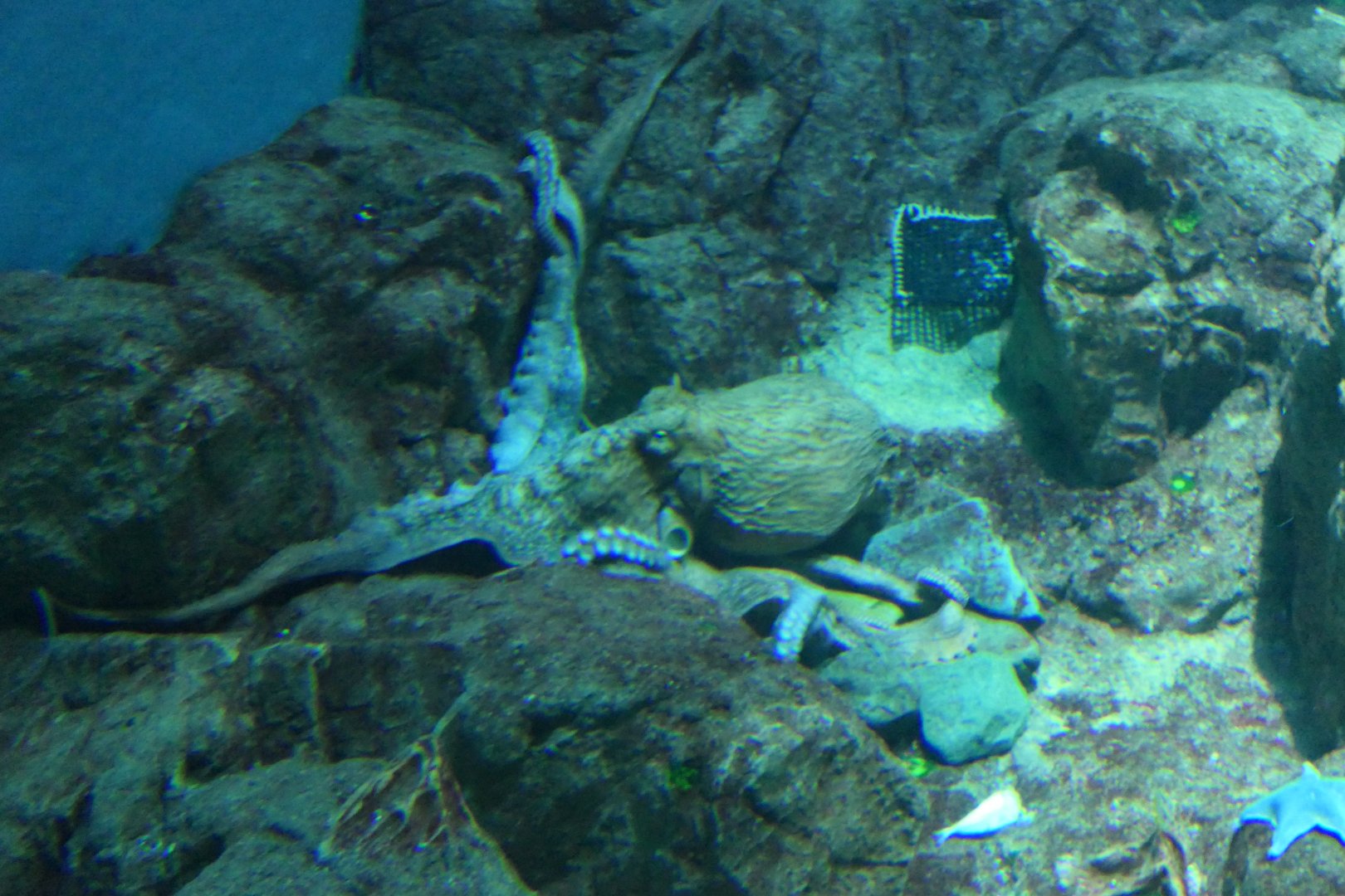 Giant Pacific Octopus (Enteroctopus dofleini)