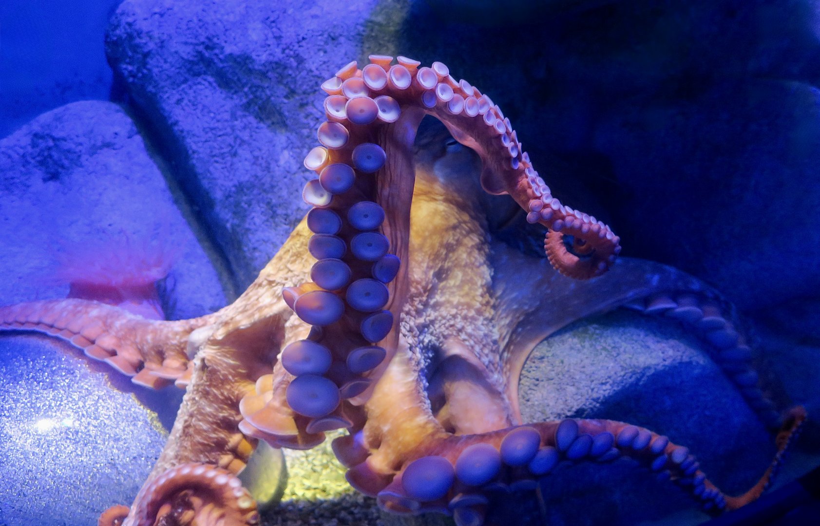 Giant Pacific Octopus (Enteroctopus dofleini)