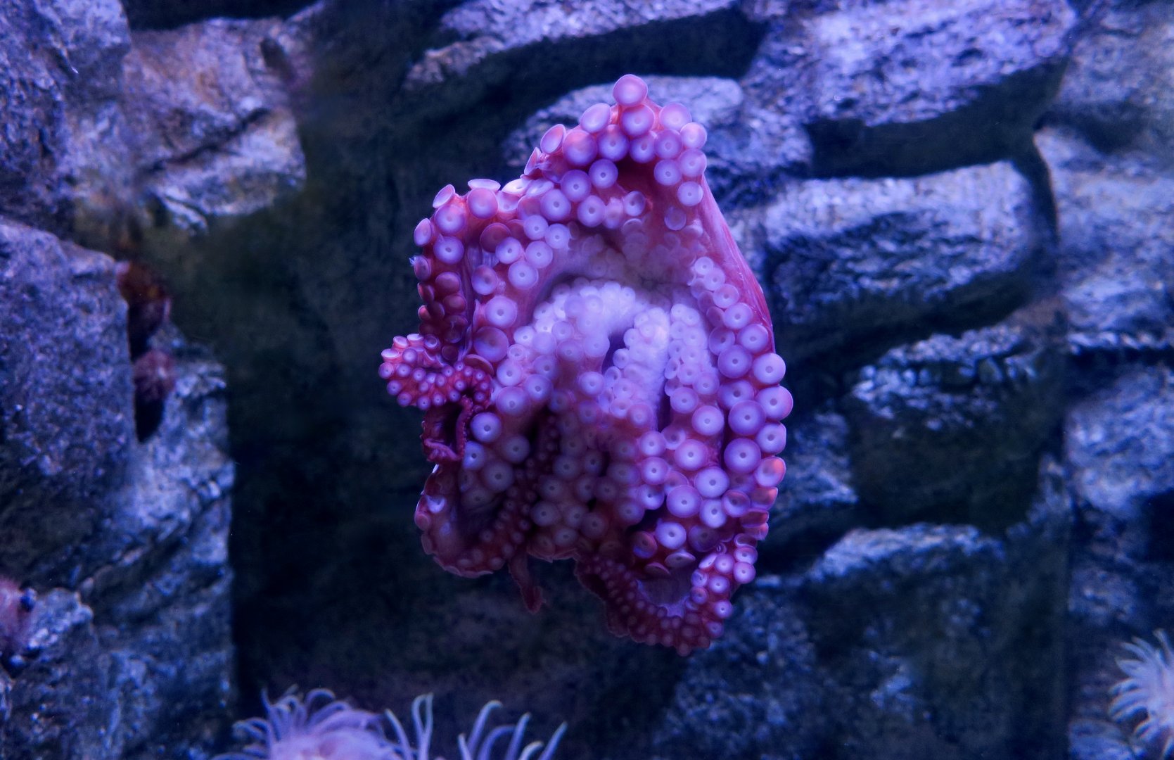 Giant Pacific Octopus (Enteroctopus dofleini)
