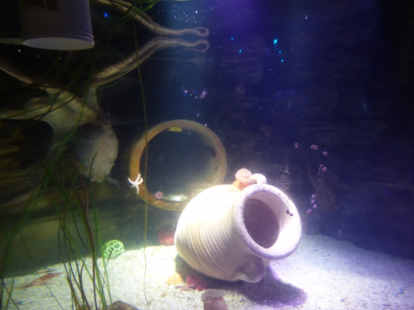 Giant Pacific Octopus Exhibit in "Octopus Hideout"