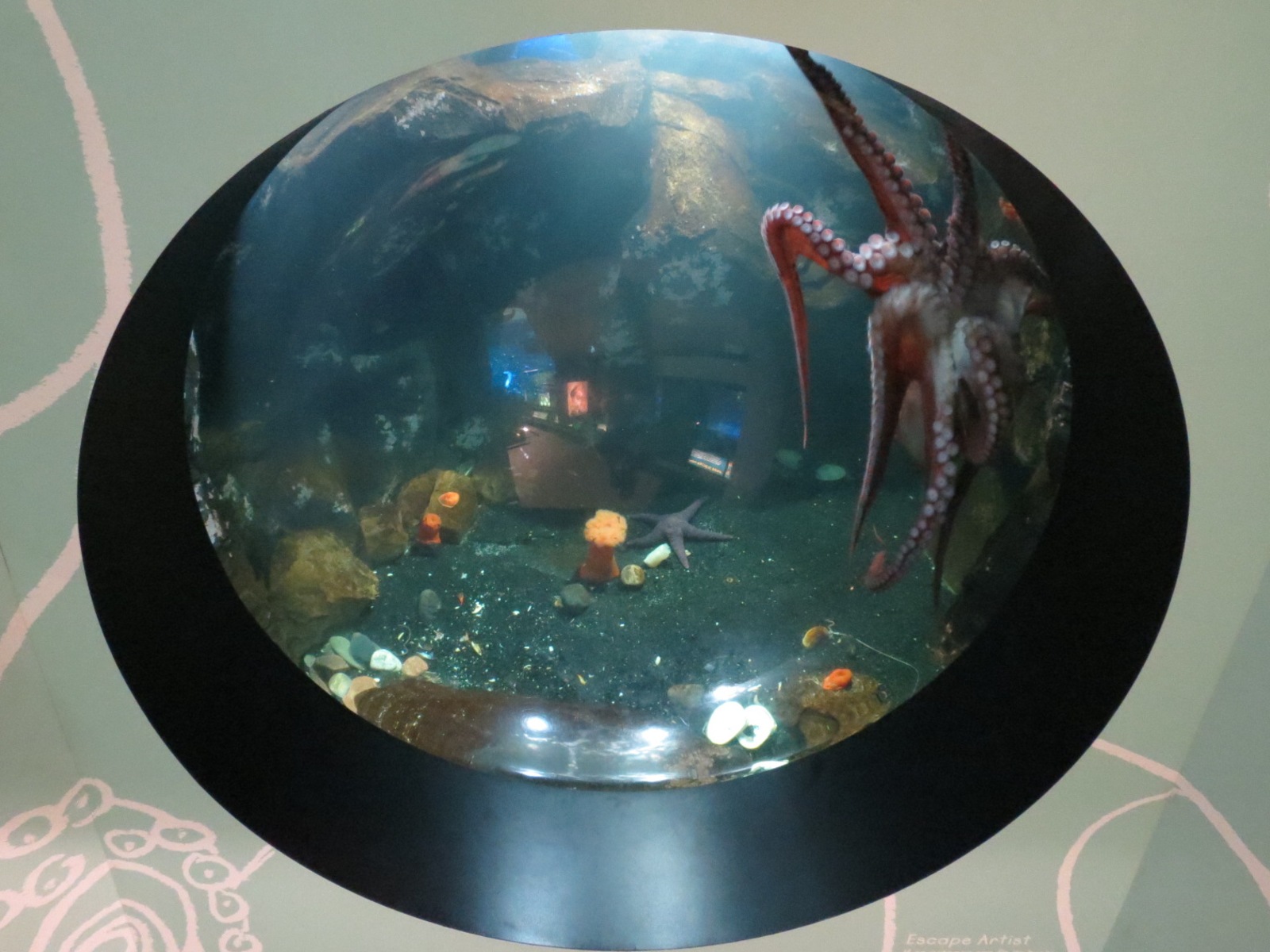 Giant Pacific Octopus Exhibit