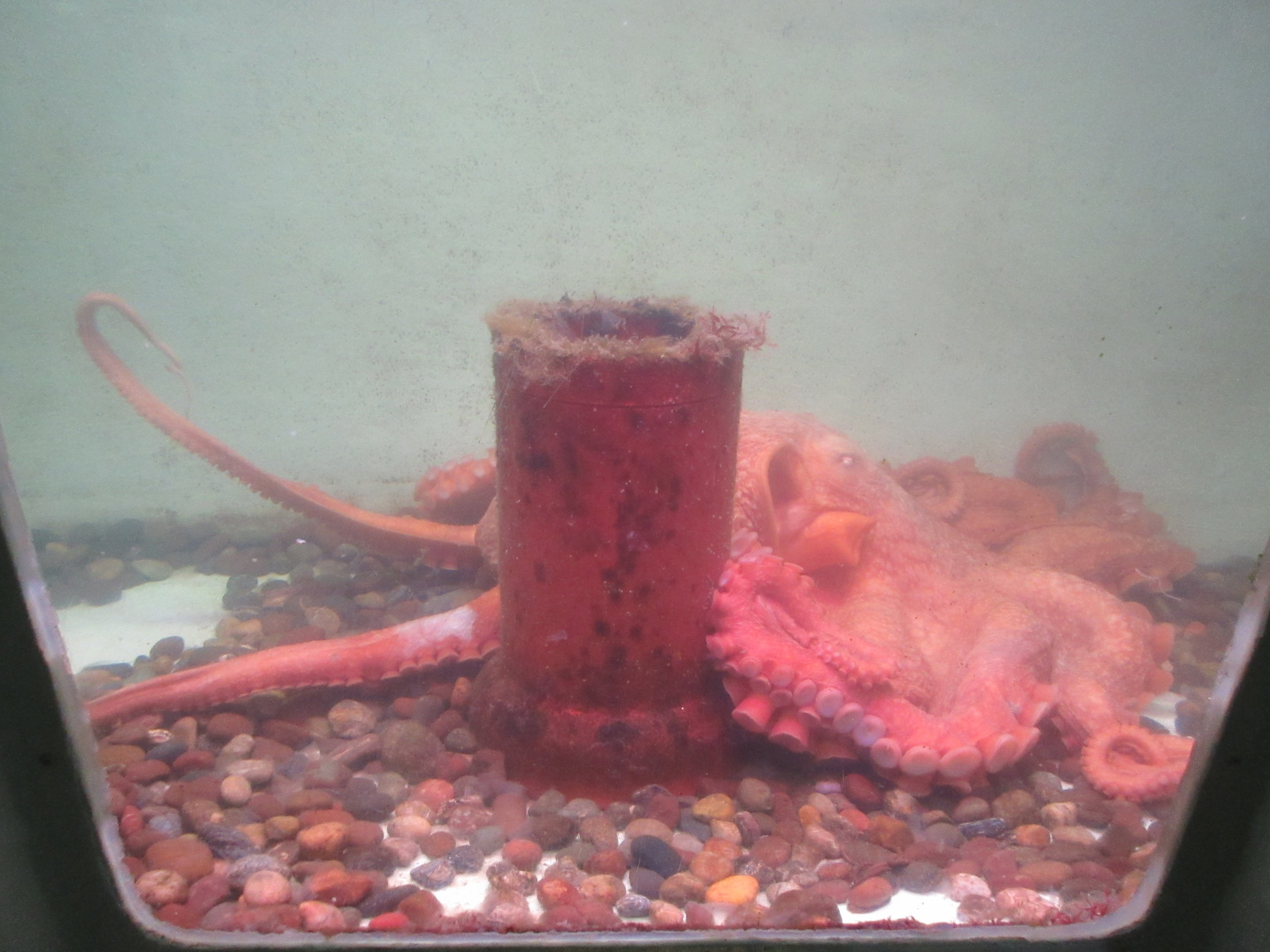 Giant Pacific Octopus Exhibit