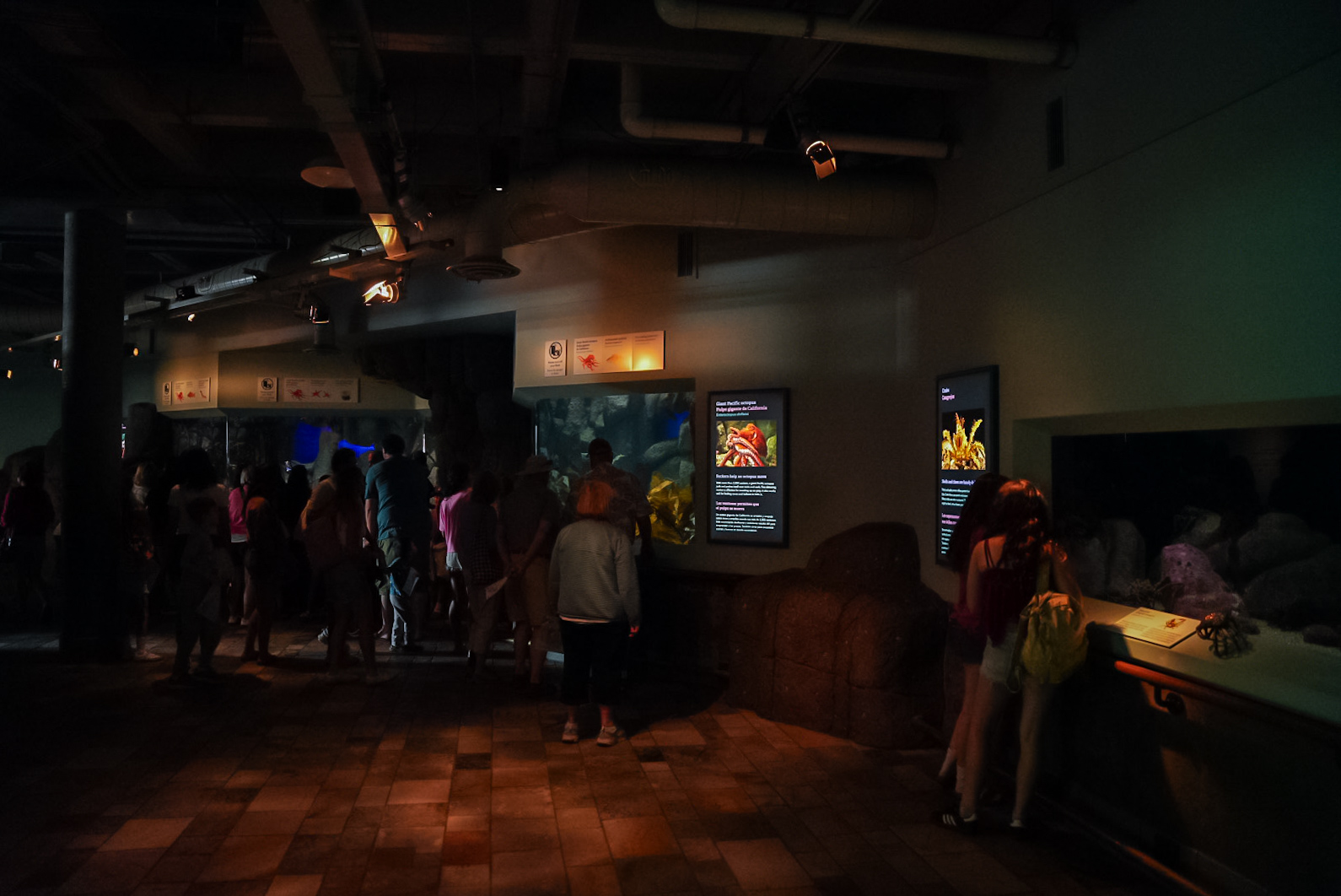 'Giant Pacific Octopus' gallery