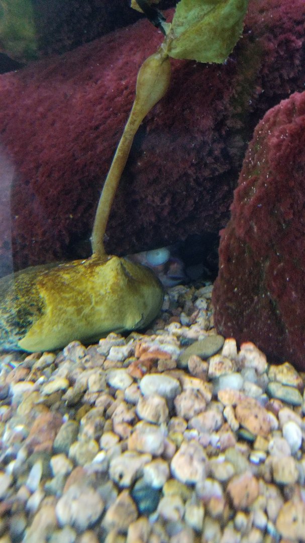 Giant Pacific octopus hiding
