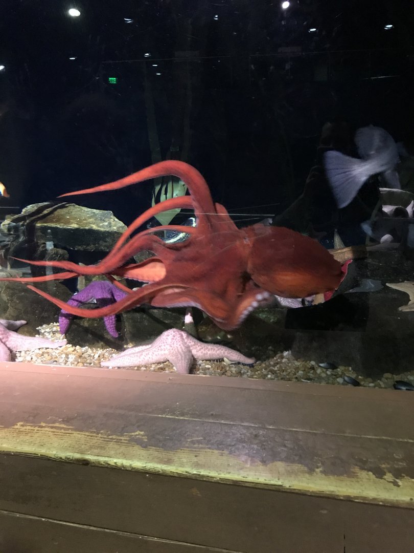 Giant pacific octopus-Ophelia