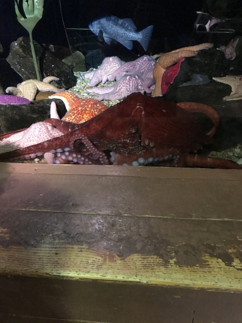 Giant pacific octopus-Ophelia