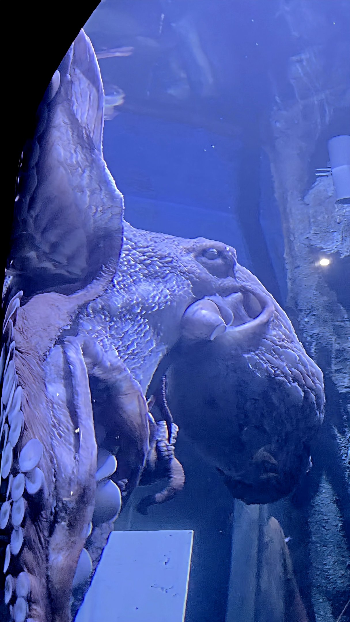 Giant Pacific Octopus-Riverbanks Zoo
