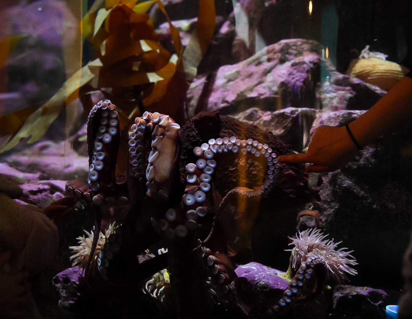 Giant Pacific Octopus (sqiqələč)