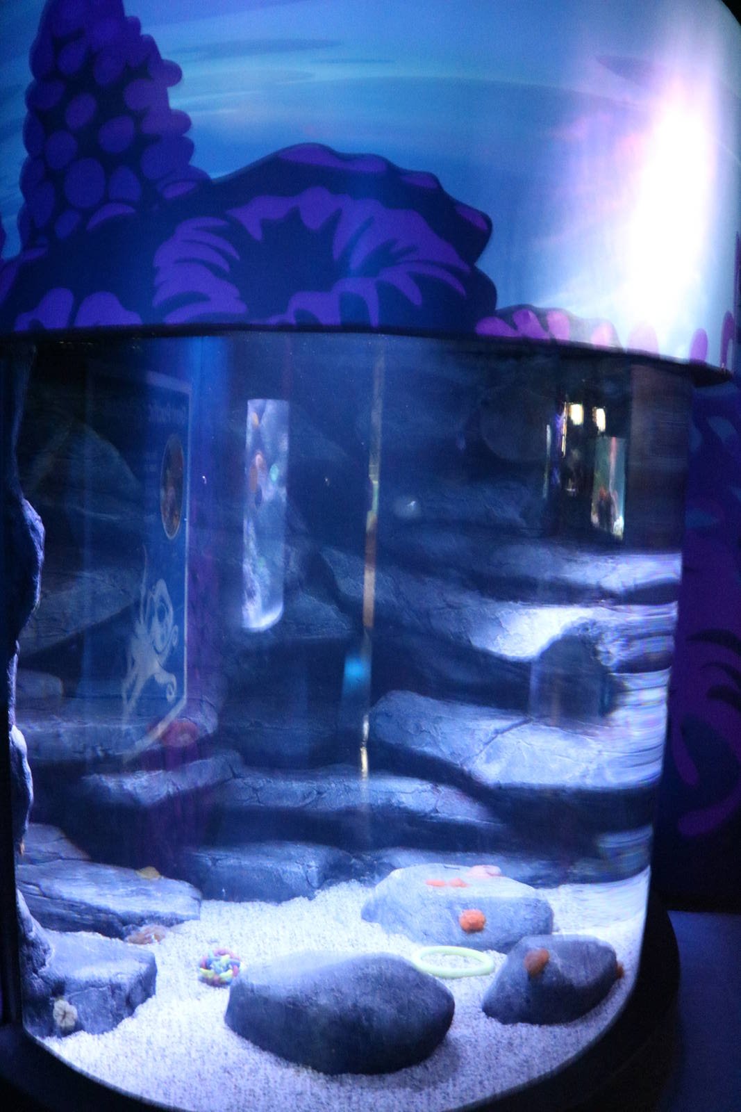 Giant Pacific octopus tank, January 2016