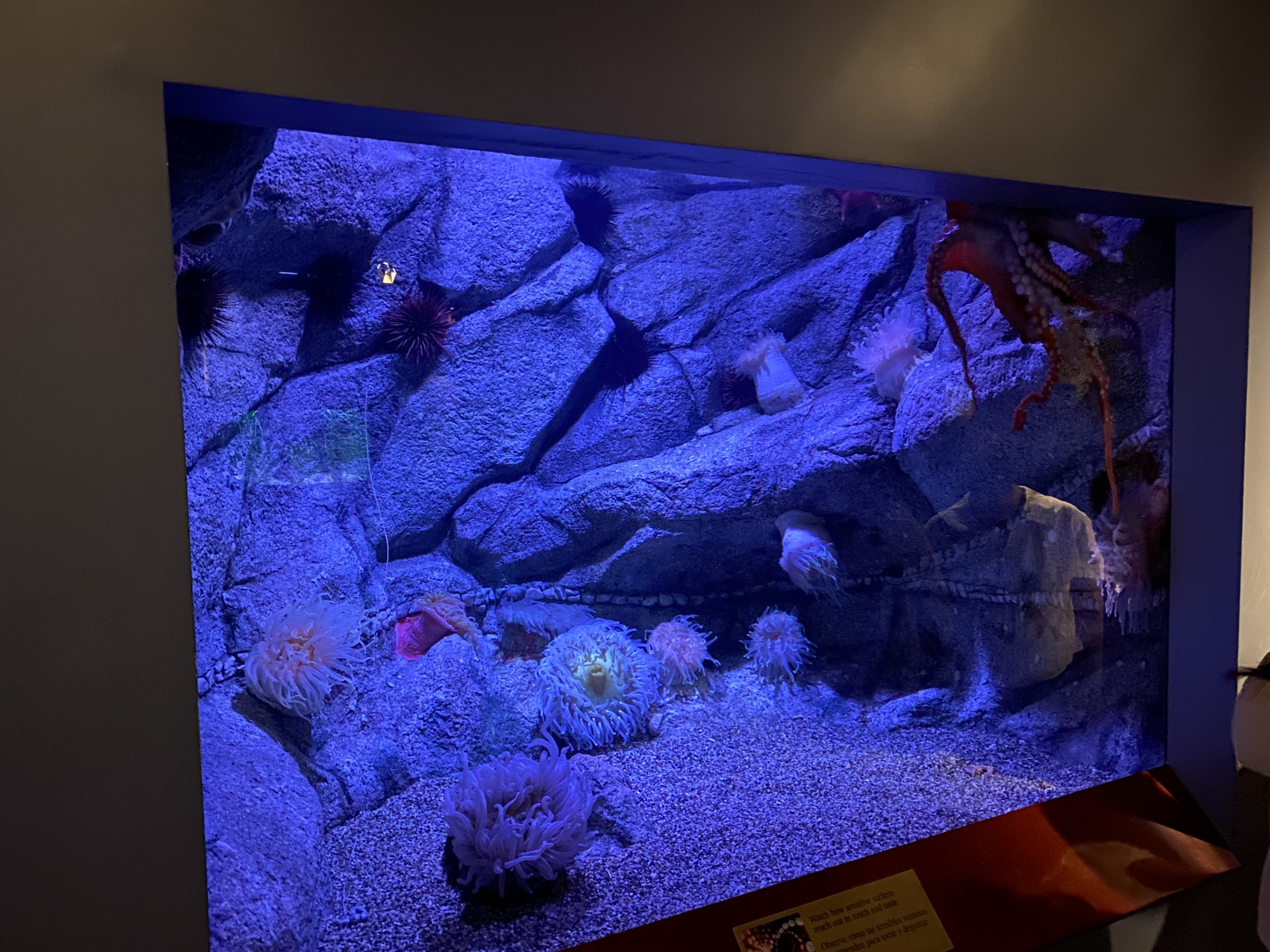 Giant Pacific Octopus Tank
