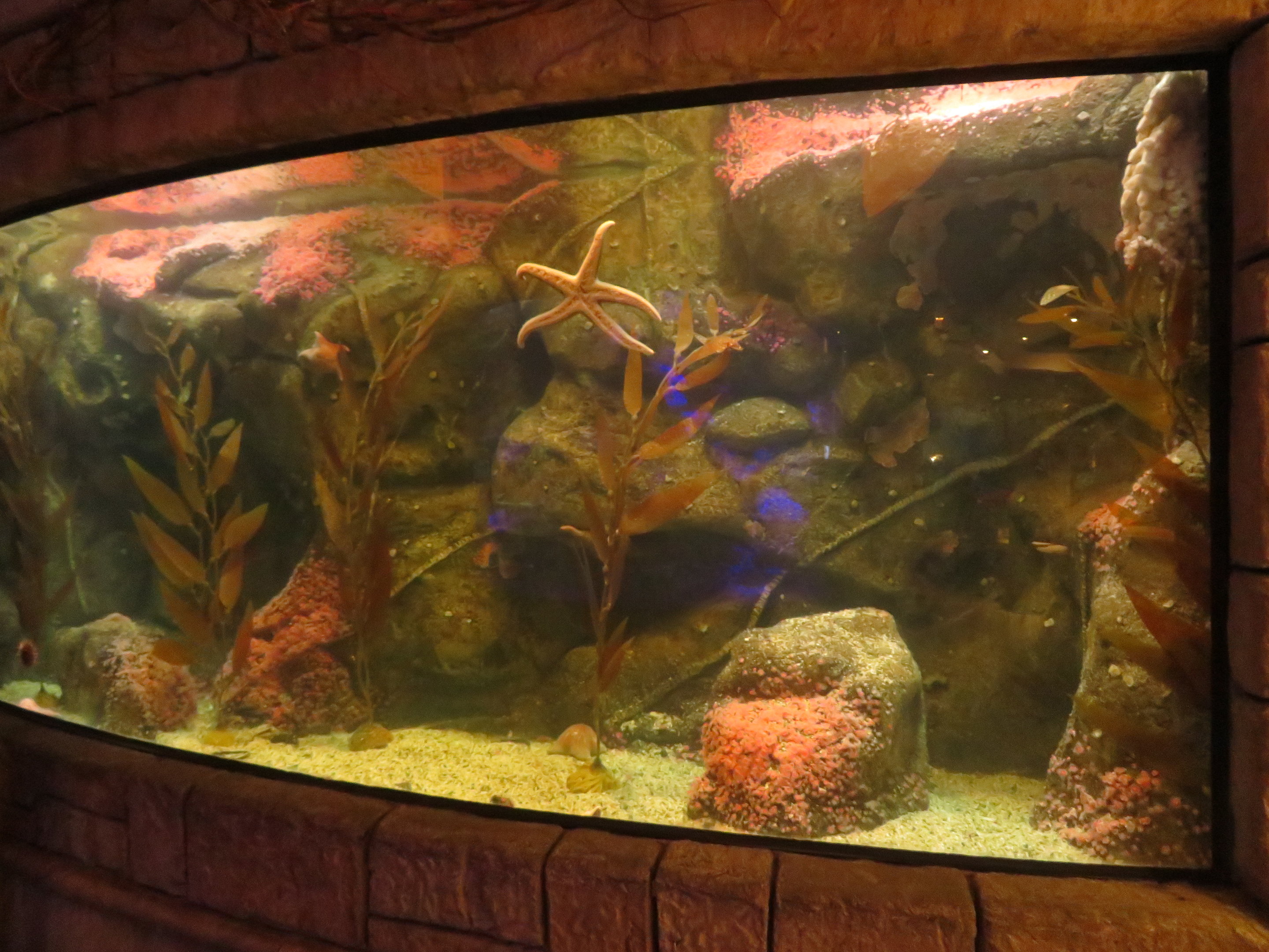 Giant Pacific Octopus Tank