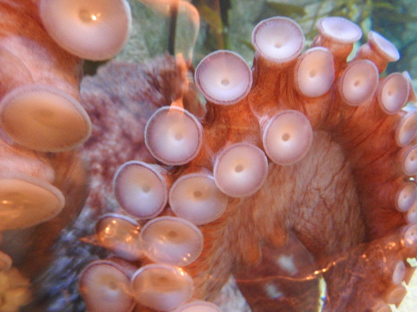 Giant Pacific Octopus tentacles