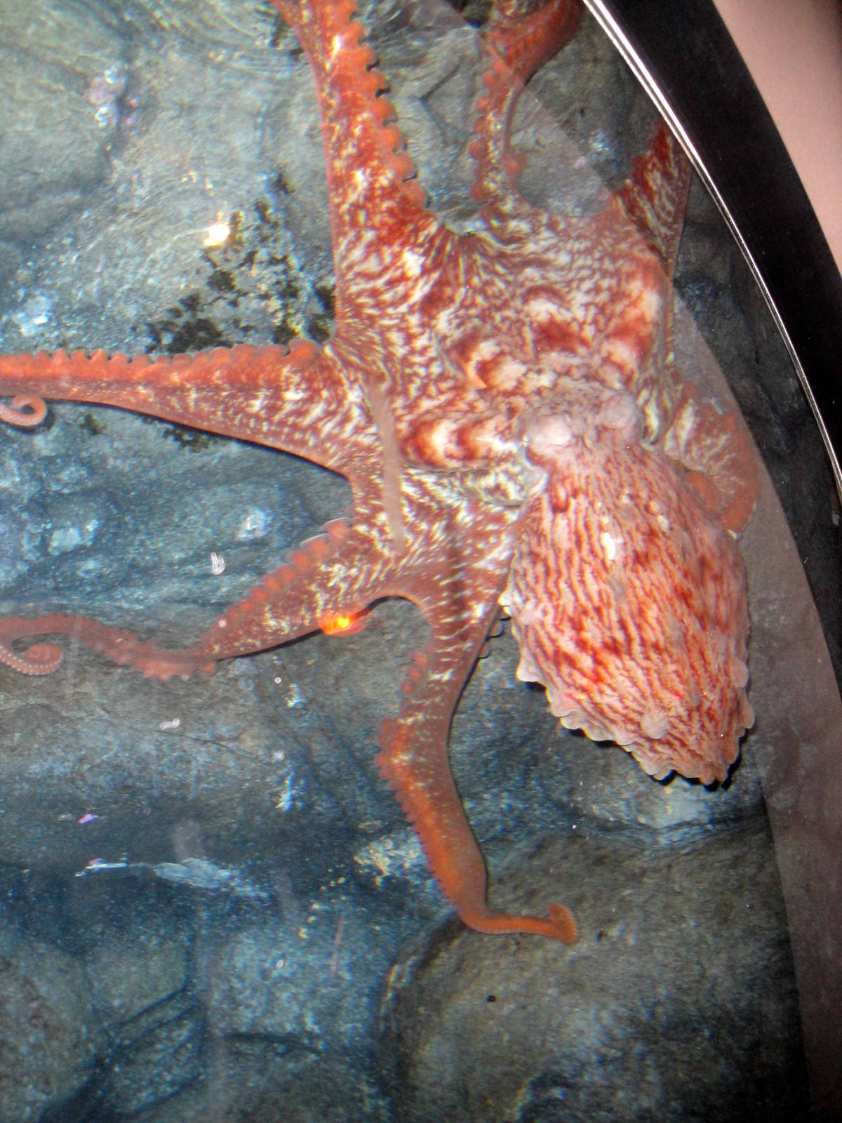 Giant Pacific Octopus