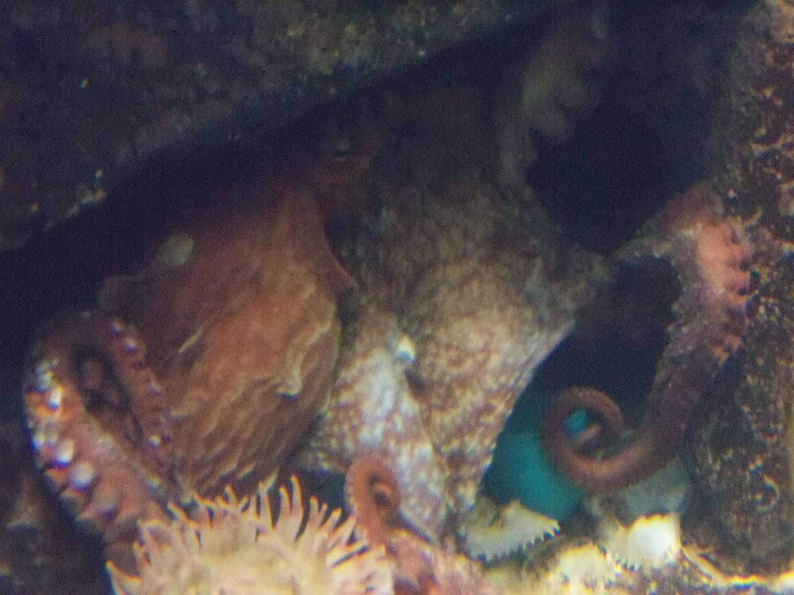 Giant Pacific Octopus