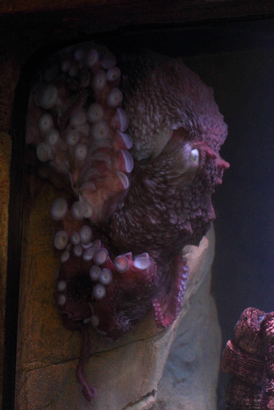 Giant pacific octopus