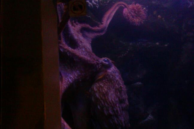 Giant Pacific Octopus