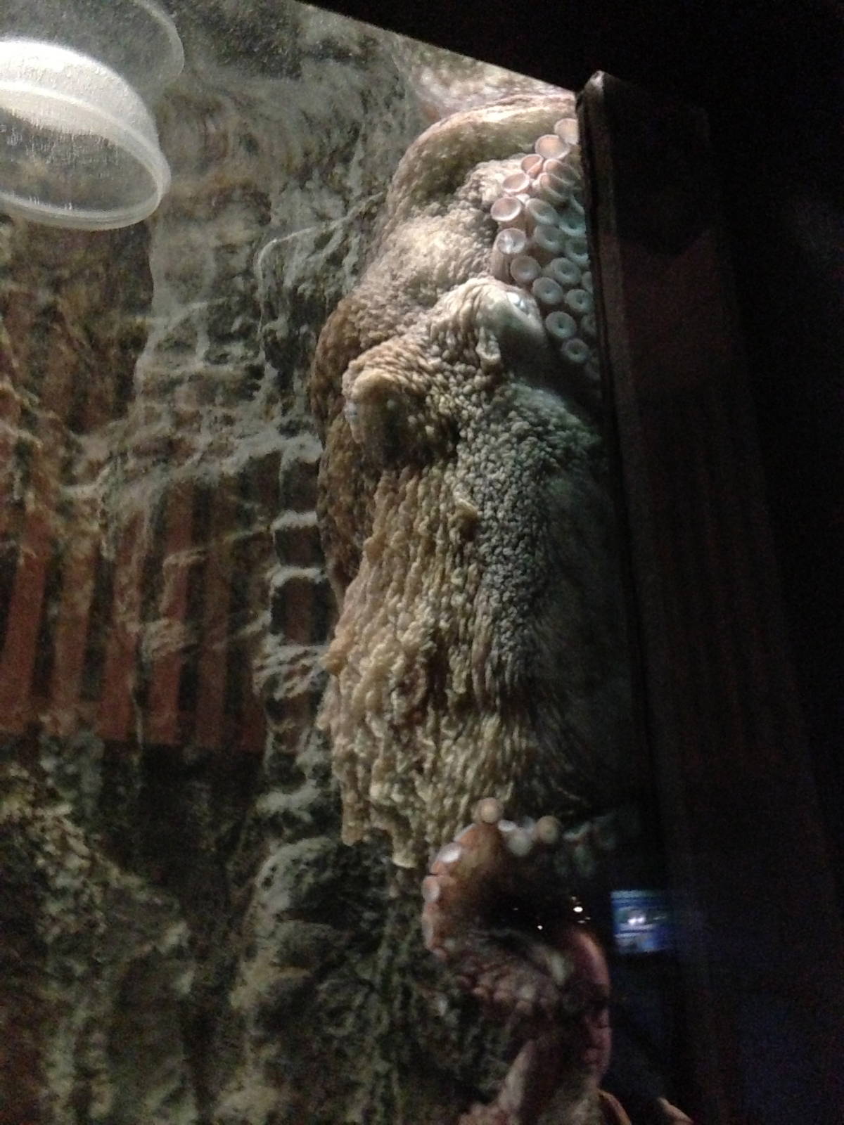 Giant Pacific Octopus