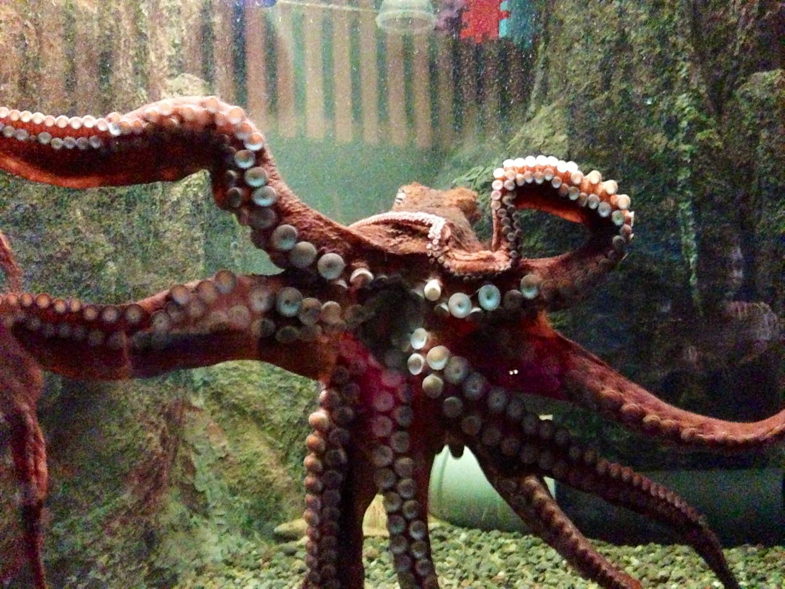 Giant Pacific Octopus