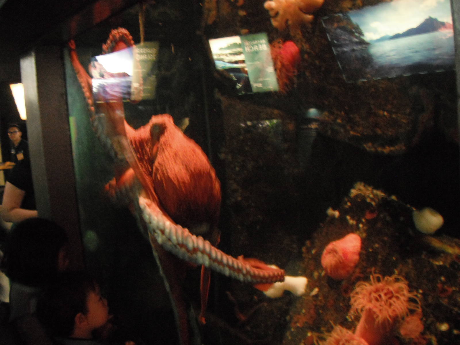 Giant pacific octopus