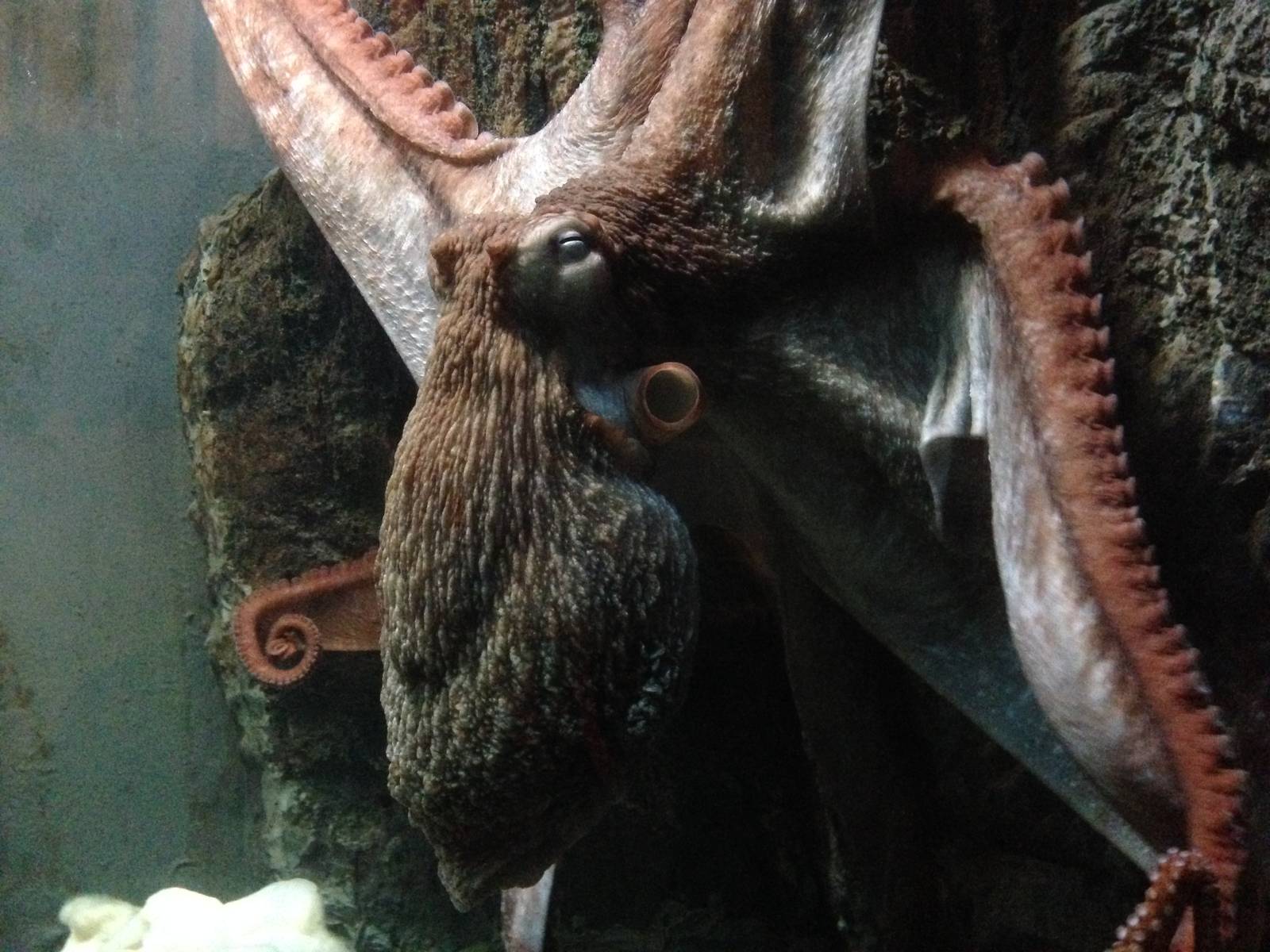 Giant Pacific Octopus