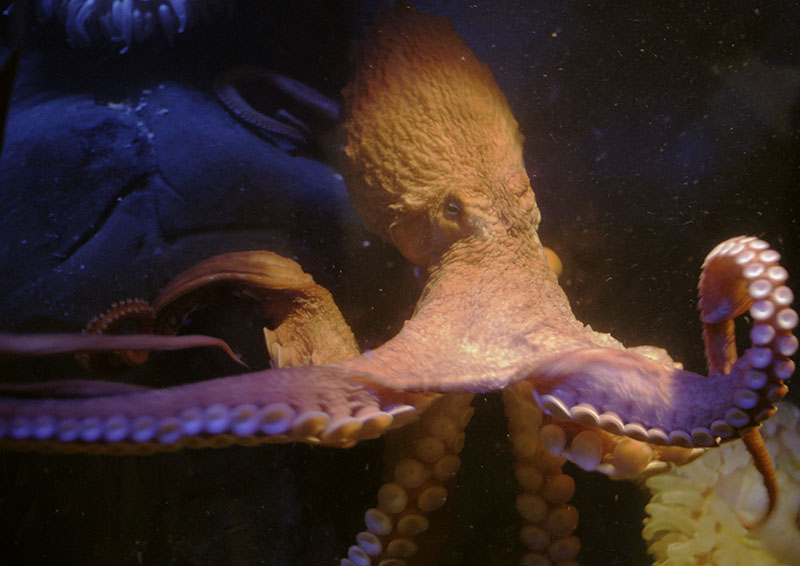 Giant Pacific octopus