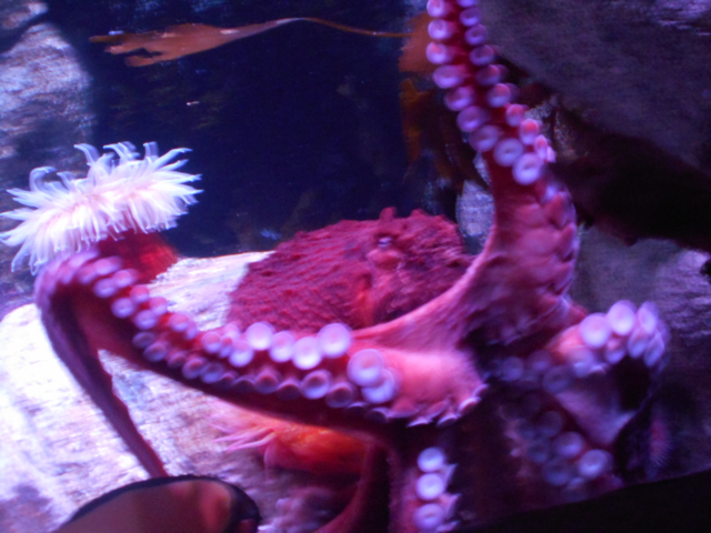 Giant pacific octopus