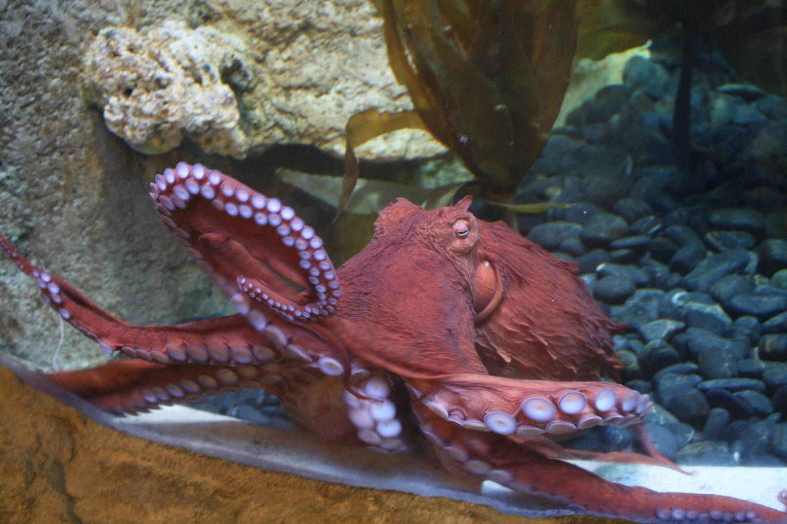 Giant Pacific Octopus