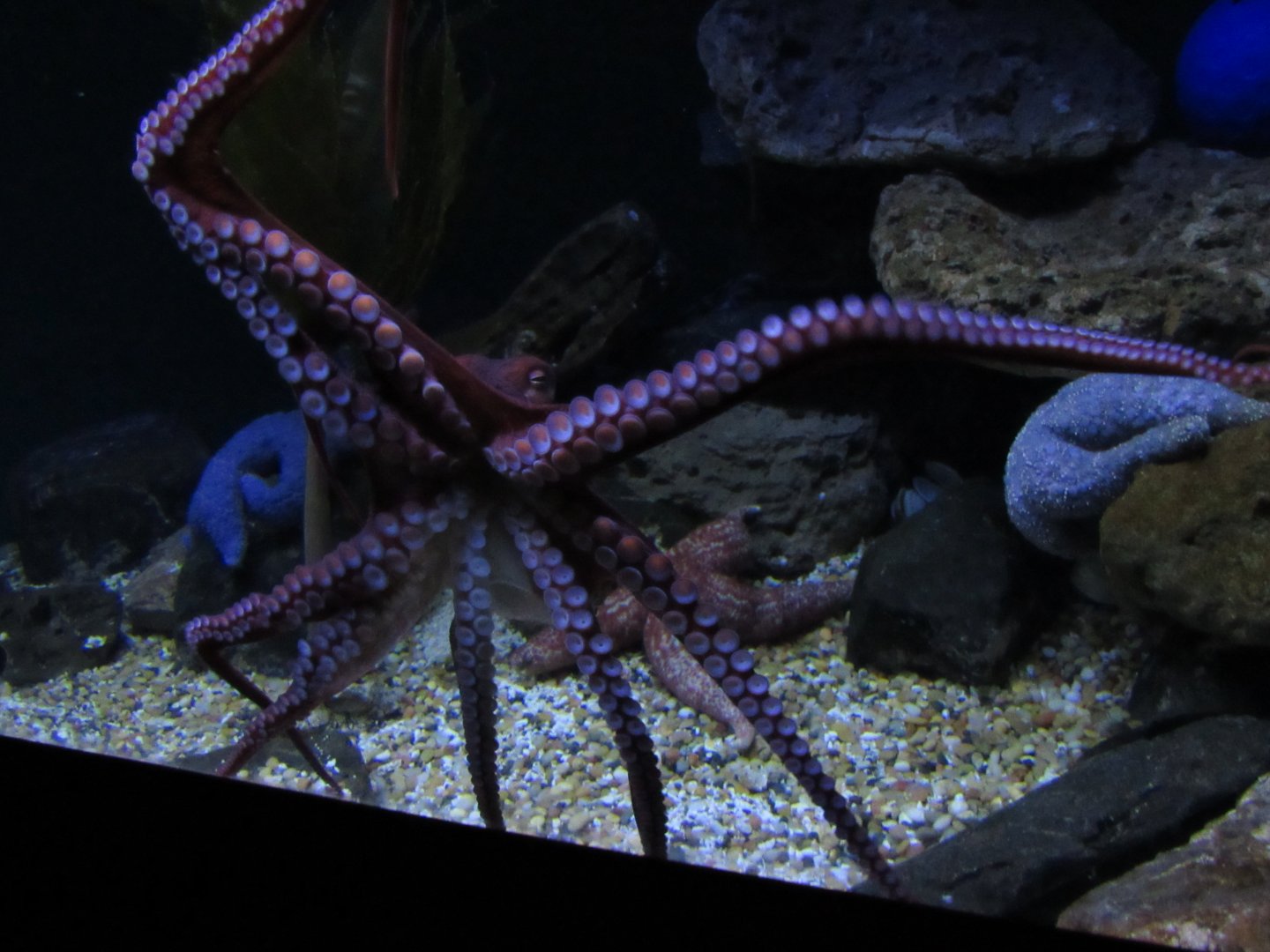 Giant Pacific Octopus