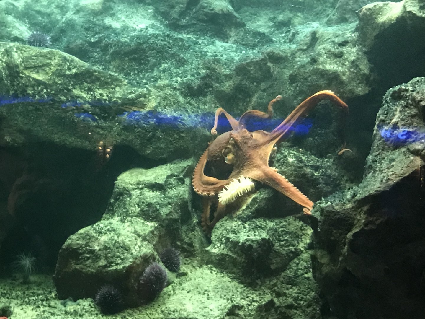 Giant Pacific Octopus