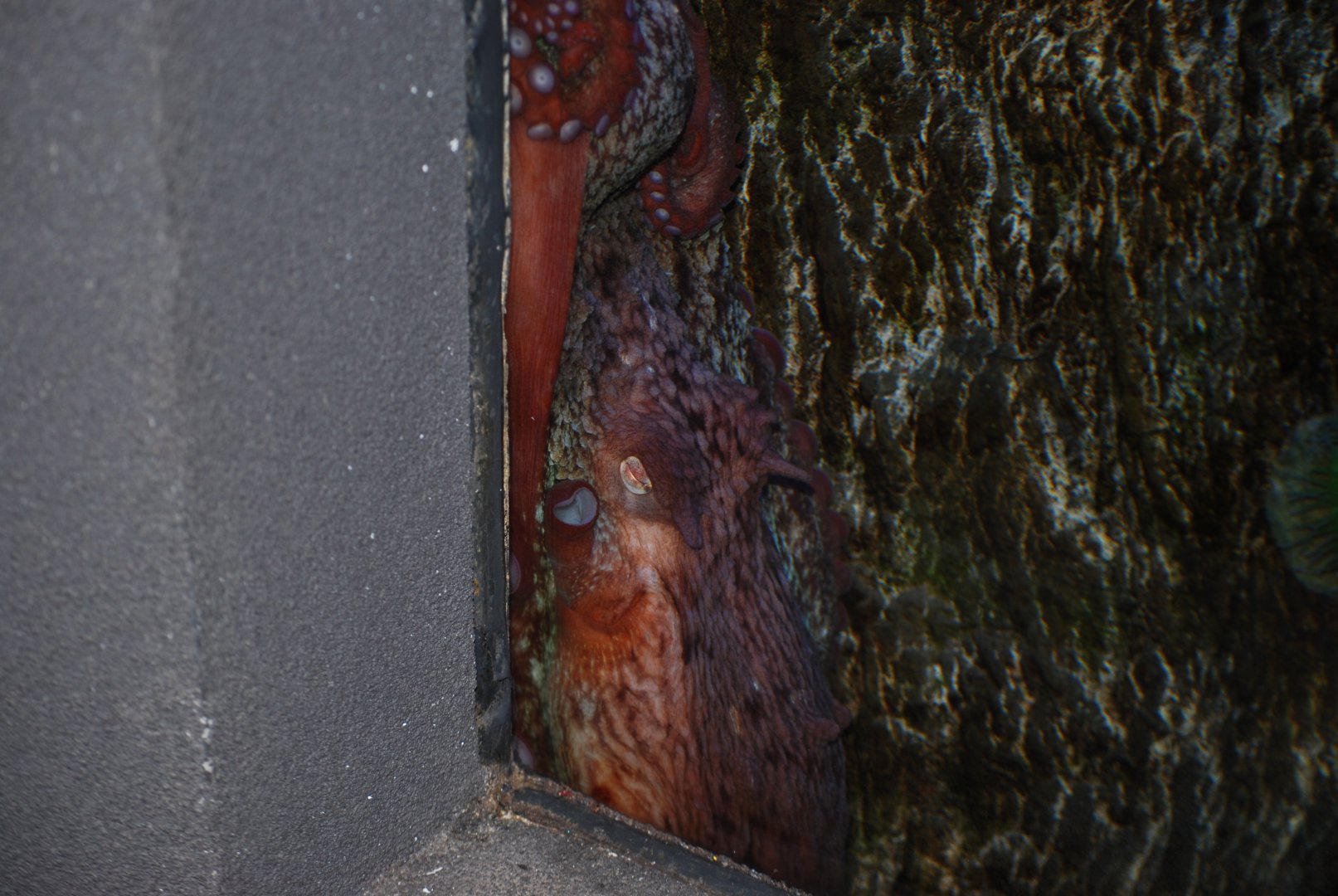 Giant Pacific Octopus