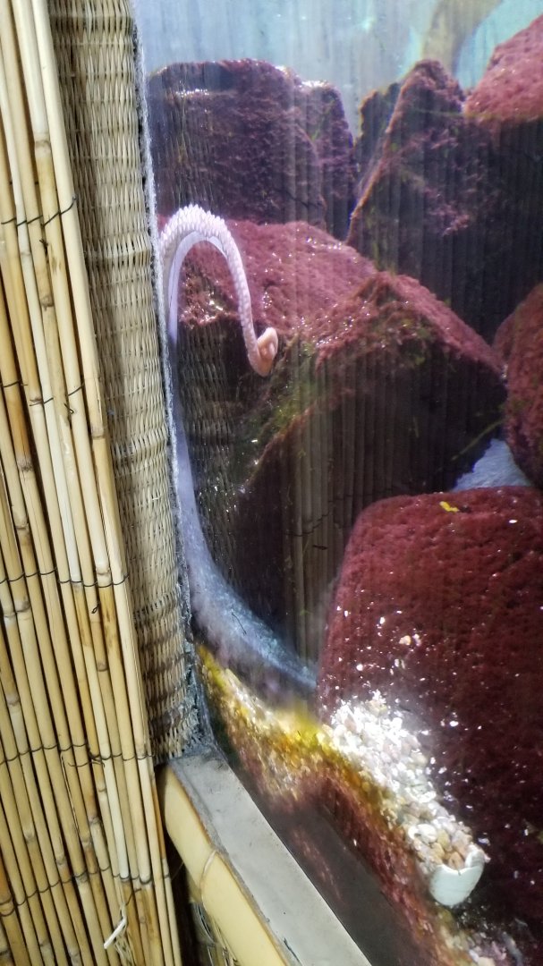 Giant Pacific octopus