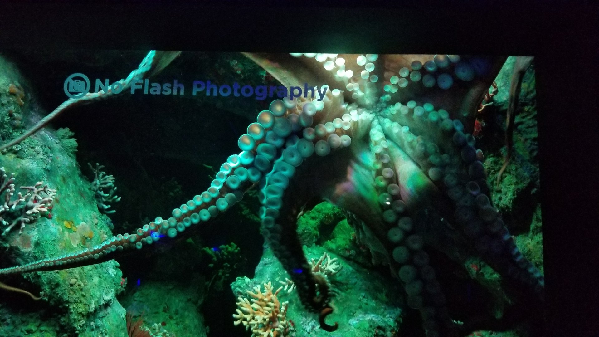 Giant Pacific Octopus
