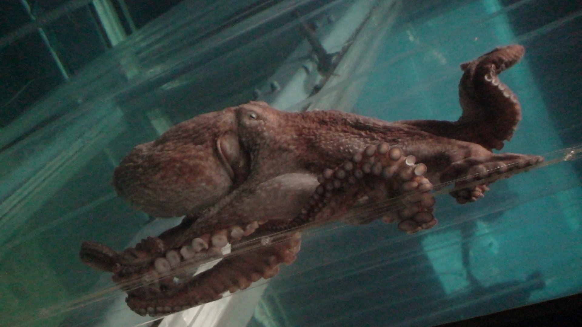 Giant Pacific Octopus