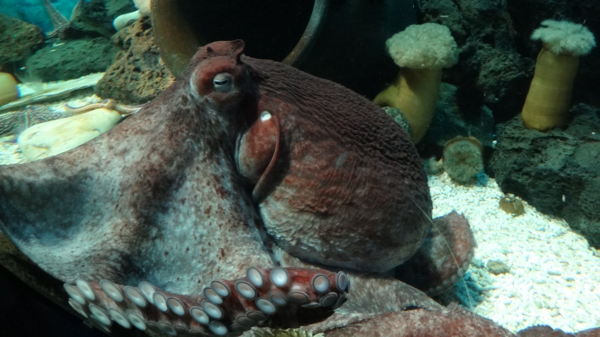 Giant Pacific Octopus