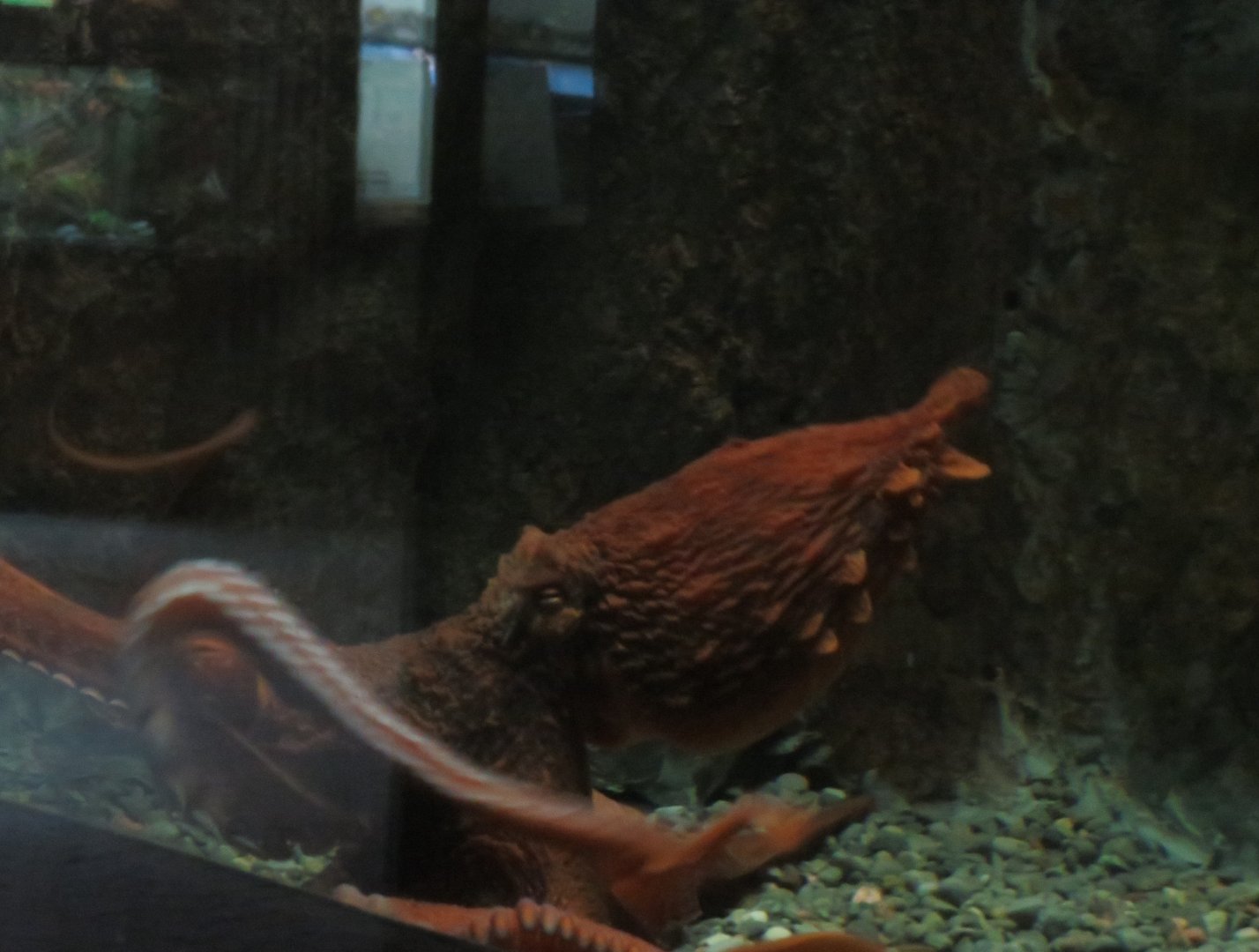 Giant Pacific octopus