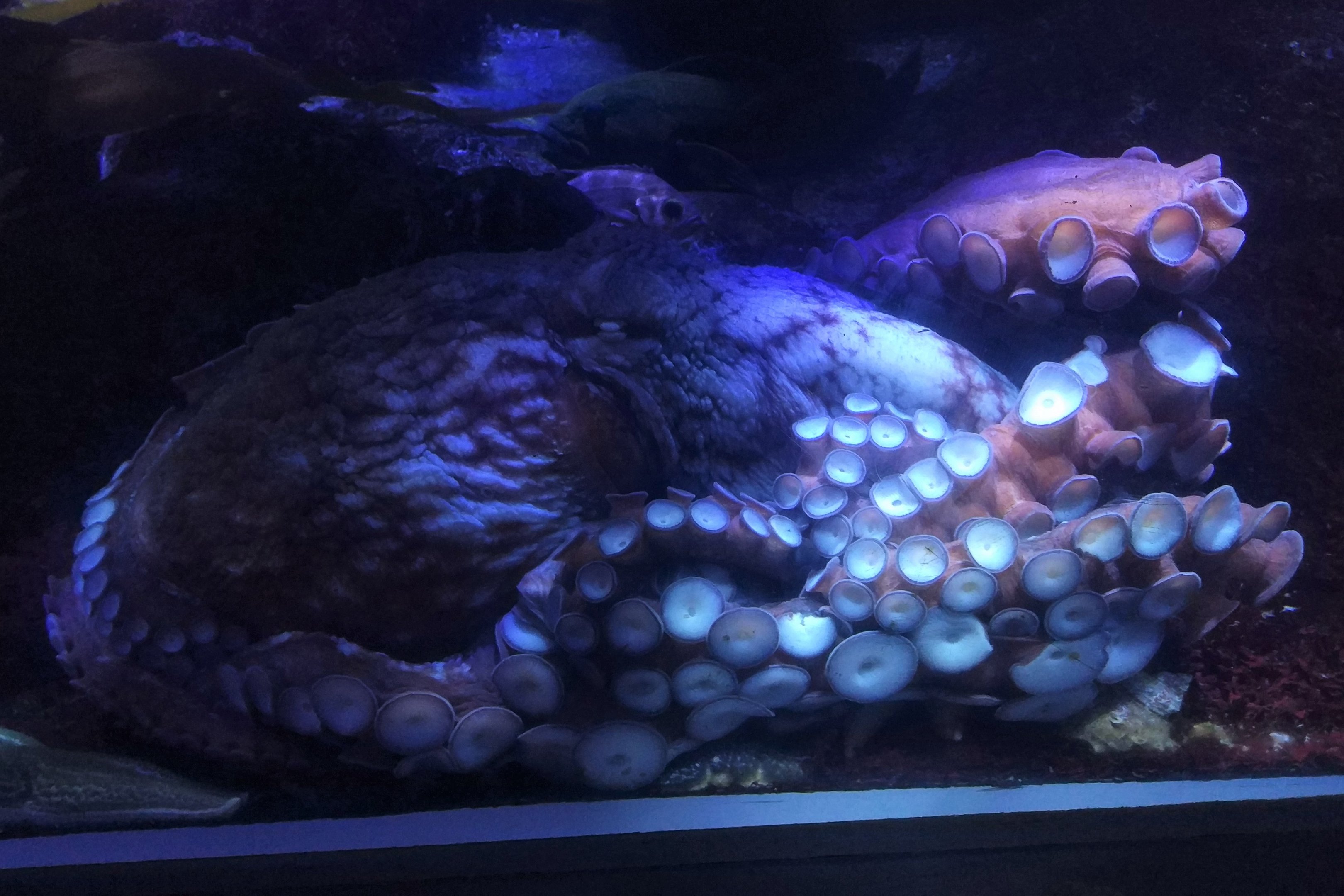 Giant Pacific Octopus