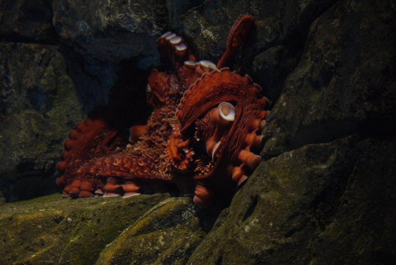 Giant Pacific Octopus