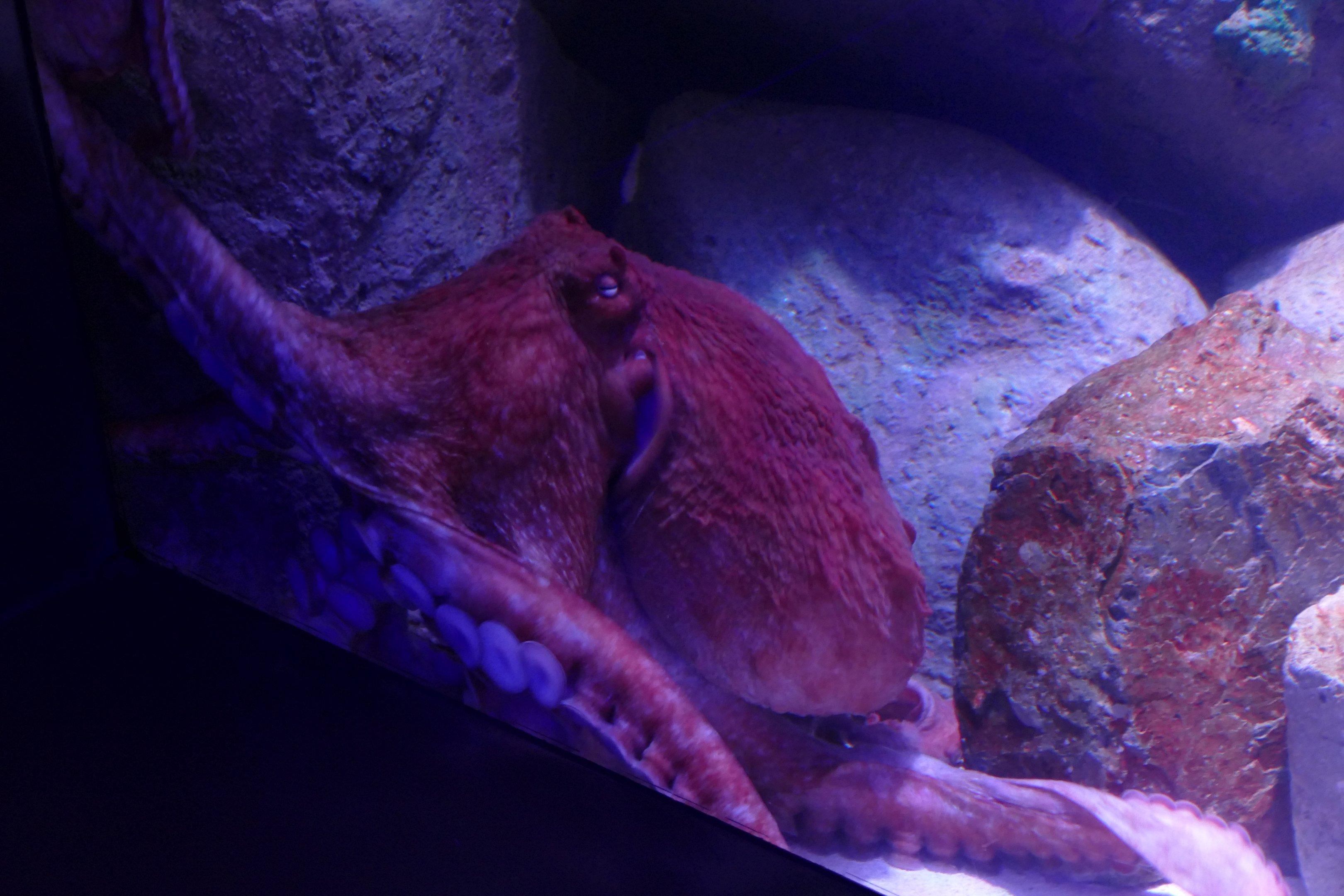 Giant Pacific octopus